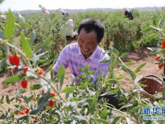 在同心县润德庄园枸杞基地，同德村村民在采摘枸杞（6月22日摄）。新华社记者 林繁晶 摄