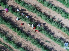 在同心县润德庄园枸杞基地，同德村村民采摘枸杞（6月22日无人机拍摄）。新华社记者 王鹏 摄