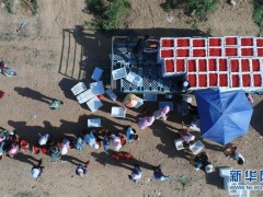 在同心县润德庄园枸杞基地，同德村村民将鲜枸杞装车准备运往加工车间（6月22日无人机拍摄）。新华社记者 王鹏 摄